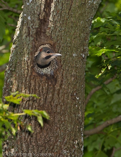 Northern Flicker