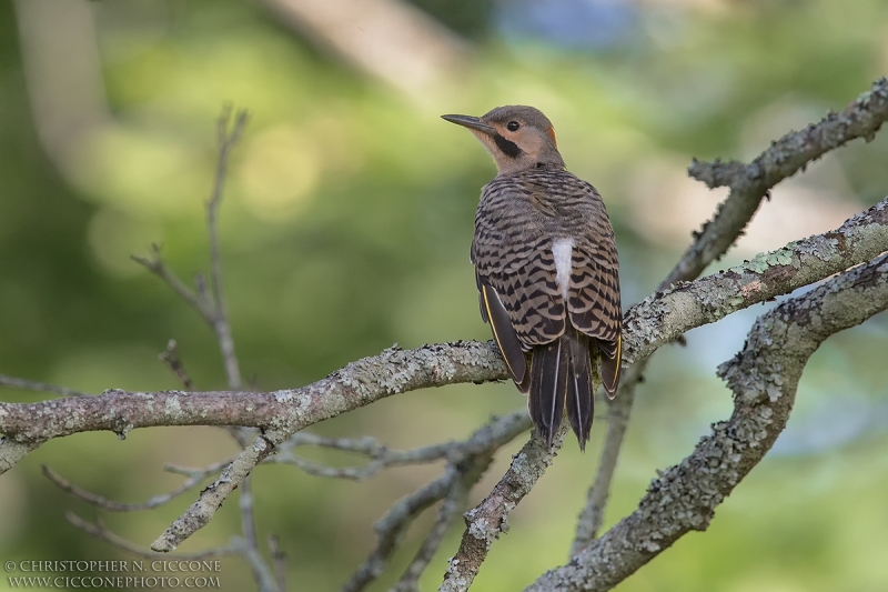 Northern Flicker