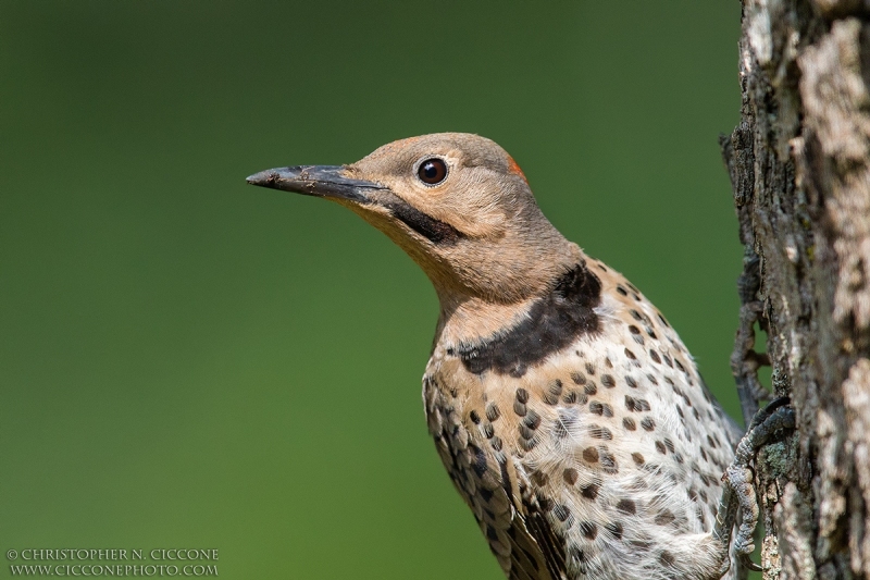 Northern Flicker