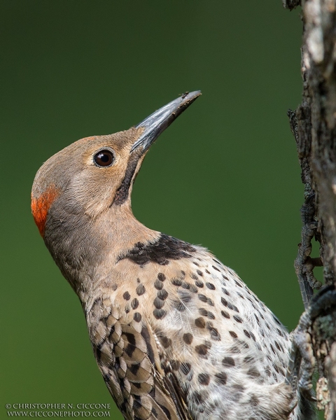 Northern Flicker