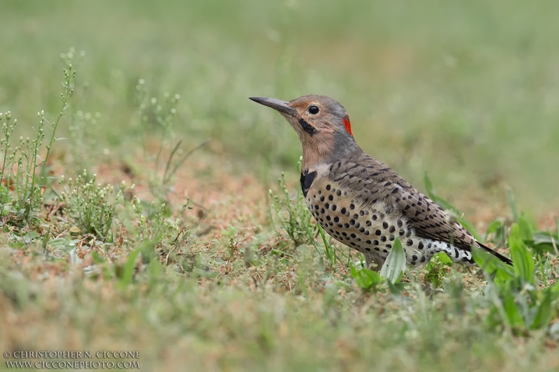 Northern Flicker