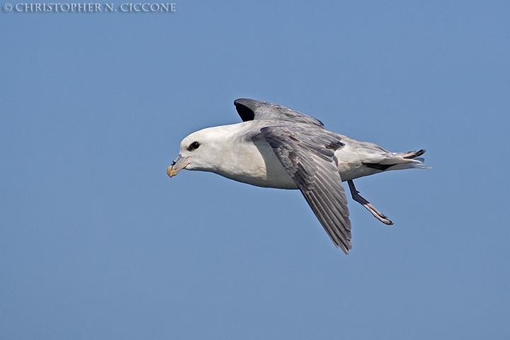 Northern Fulmar