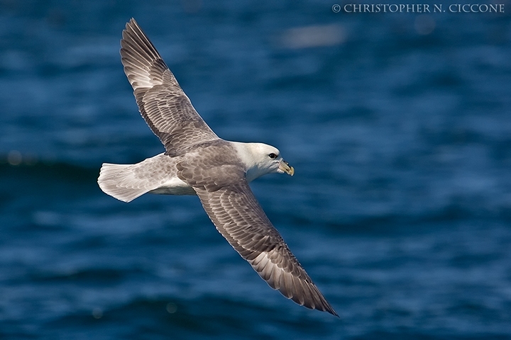 Northern Fulmar