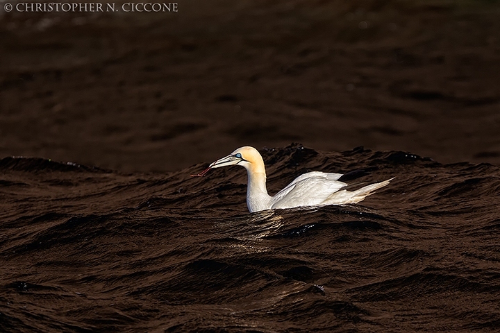 Northern Gannet