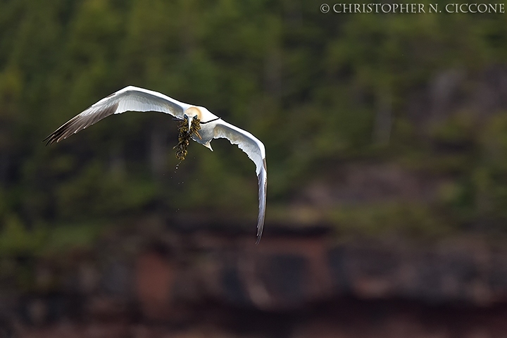 Northern Gannet