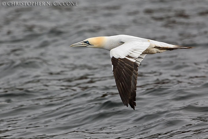 Northern Gannet