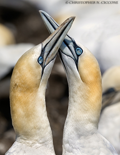 Northern Gannet