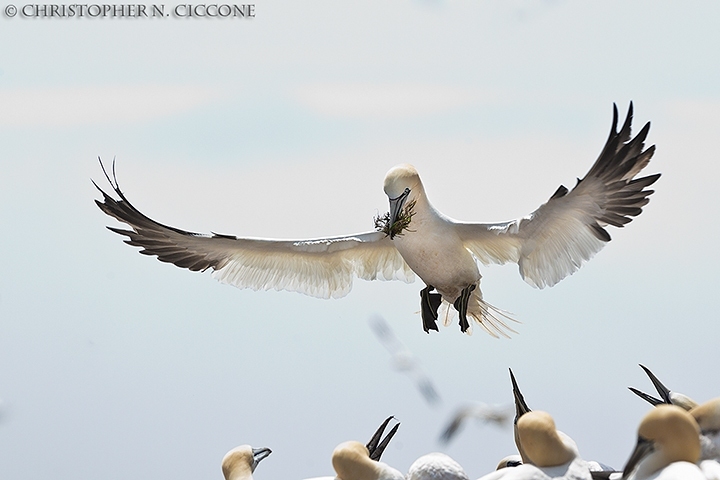 Northern Gannet