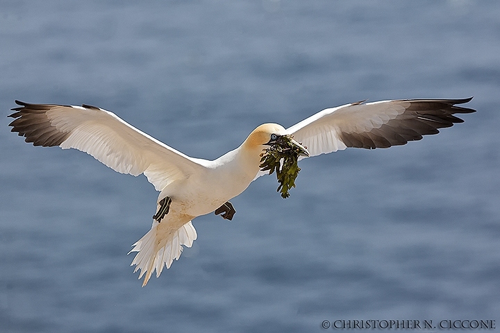 Northern Gannet