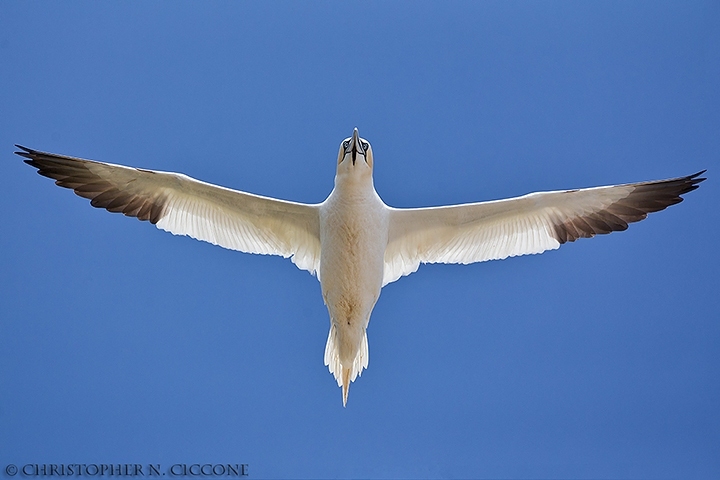 Northern Gannet