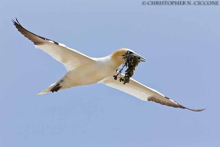 Northern Gannet