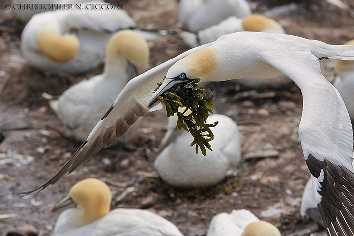 Northern Gannet