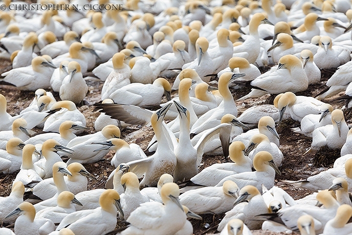 Northern Gannet