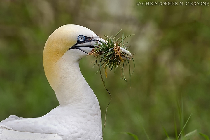 Northern Gannet