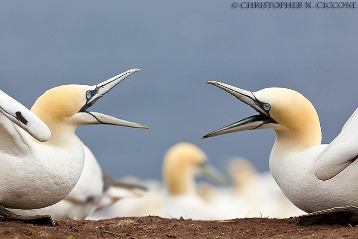 Northern Gannet