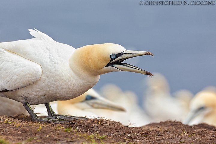 Northern Gannet