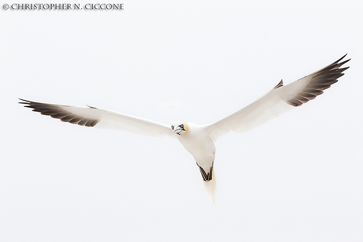 Northern Gannet