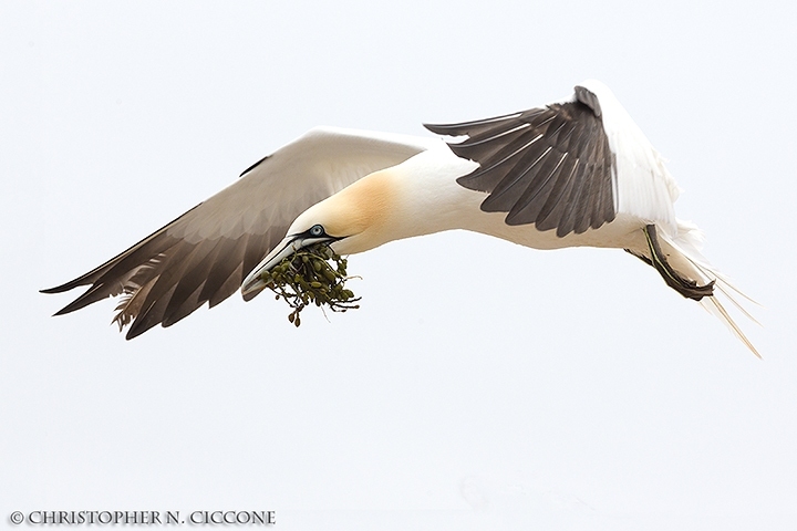 Northern Gannet