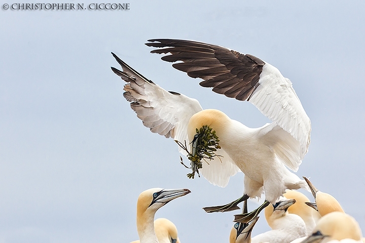 Northern Gannet