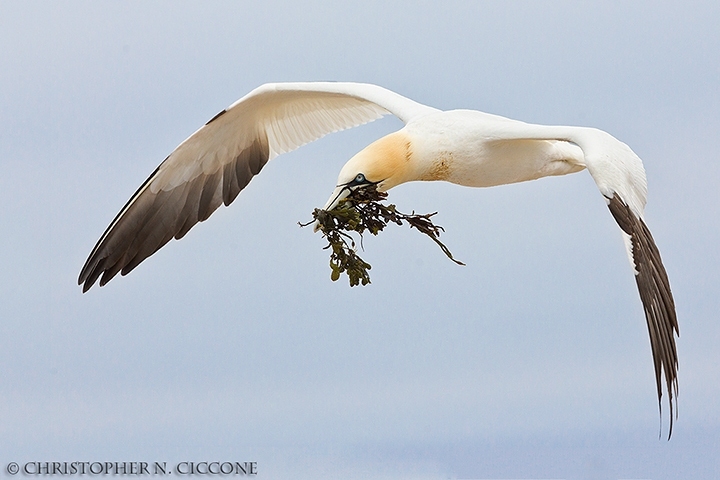 Northern Gannet