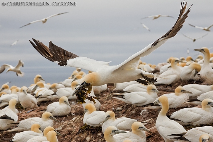 Northern Gannet