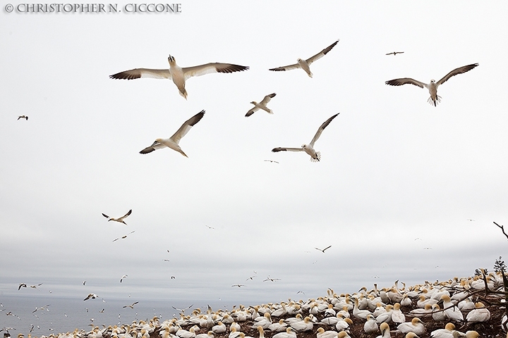 Northern Gannet