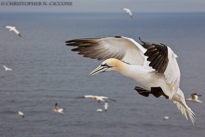 Northern Gannet