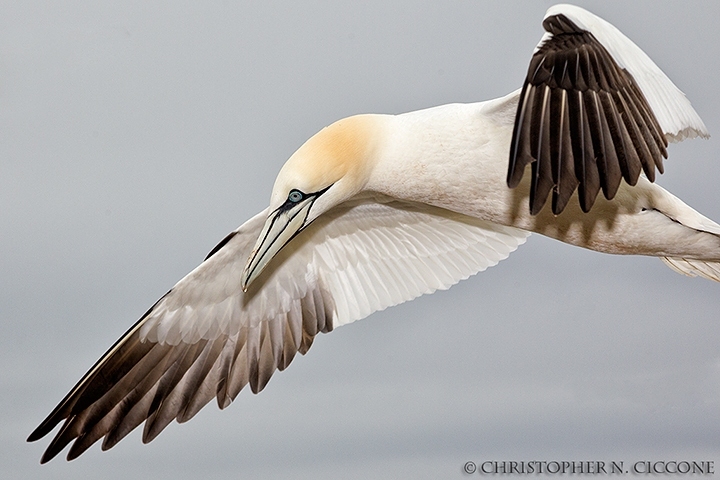 Northern Gannet