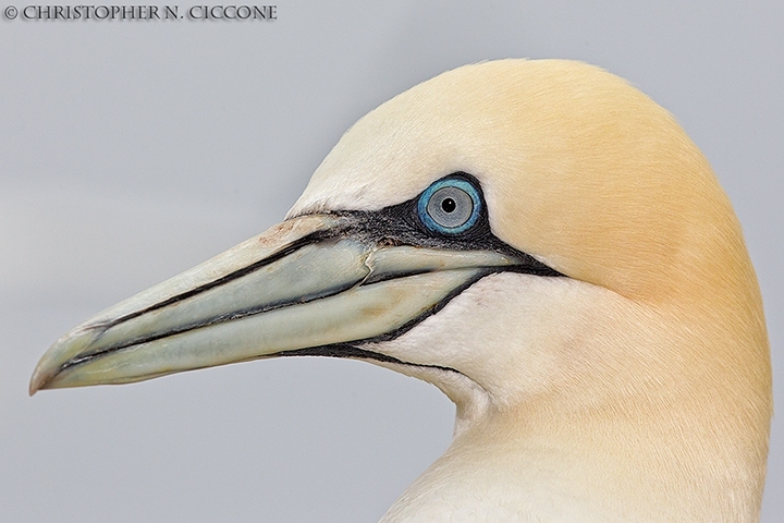 Northern Gannet