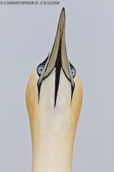 Northern Gannet