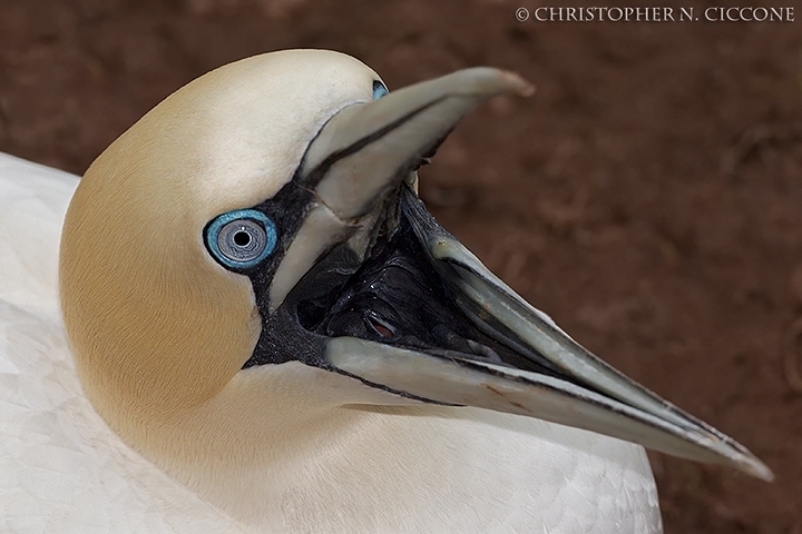 Northern Gannet