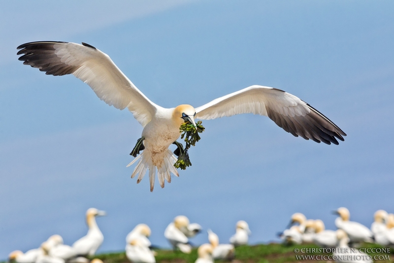 Northern Gannet