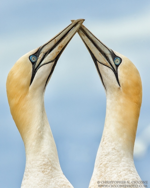 Northern Gannet