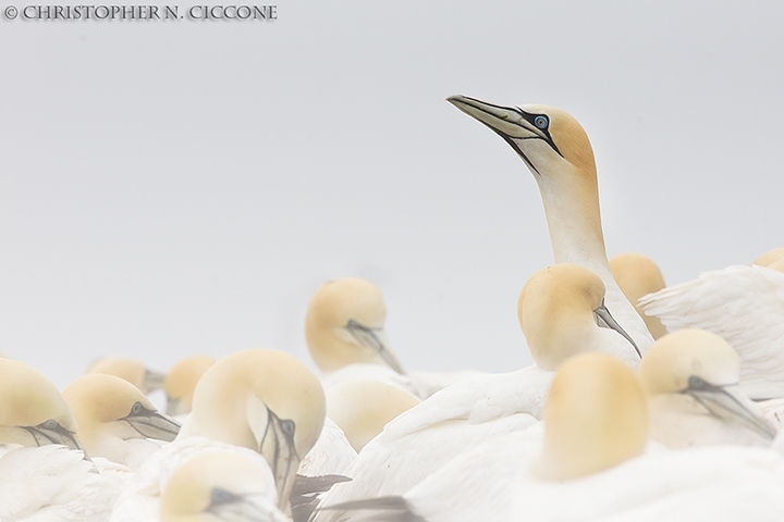 Northern Gannet