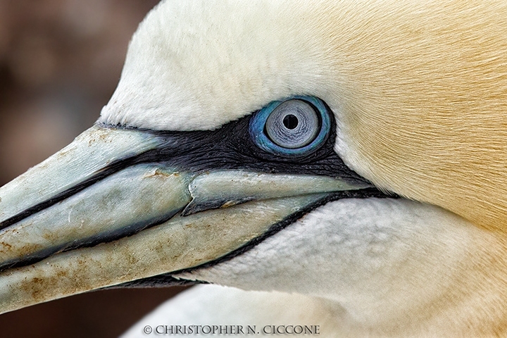 Northern Gannet