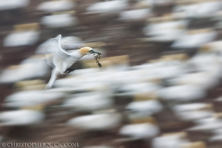 Northern Gannet