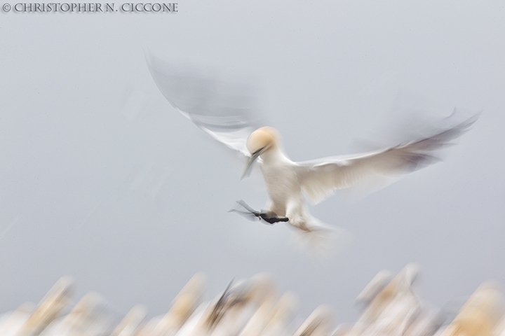 Northern Gannet