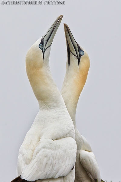 Northern Gannet