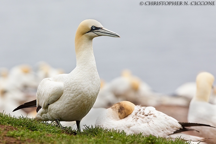 Northern Gannet