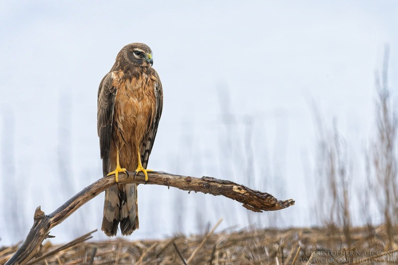 Northern Harrier