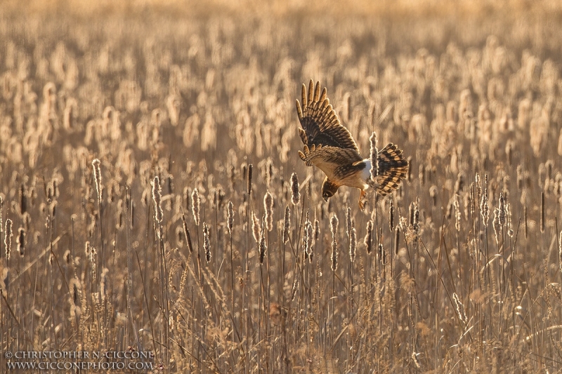 Northern Harrier