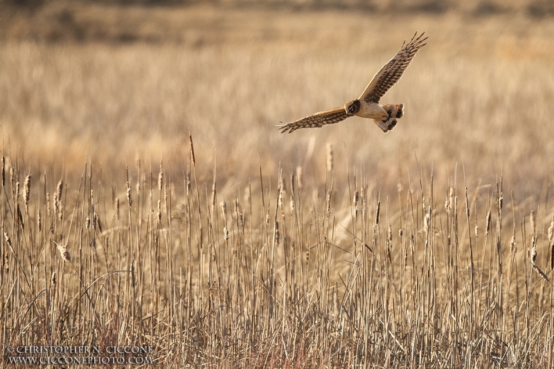 Northern Harrier