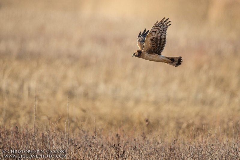 Northern Harrier