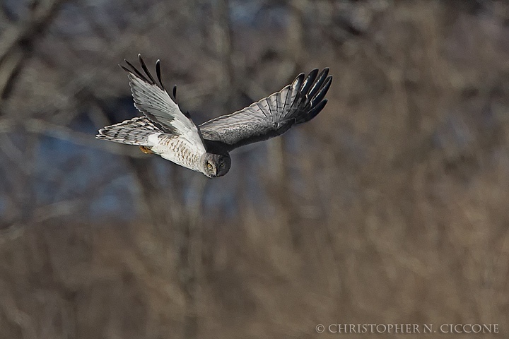 Northern Harrier