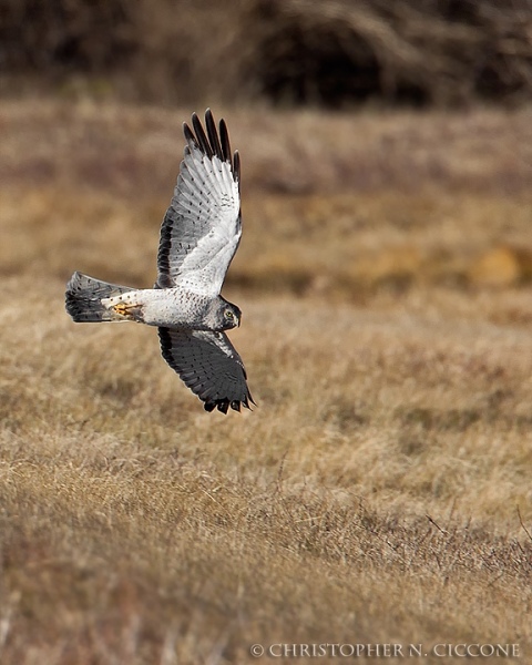 Northern Harrier