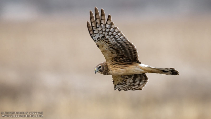 Northern Harrier