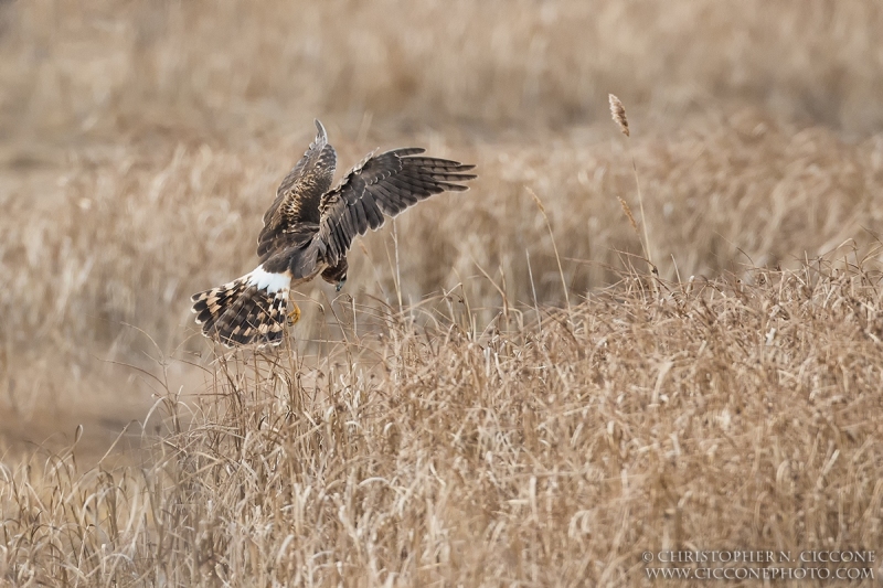 Northern Harrier