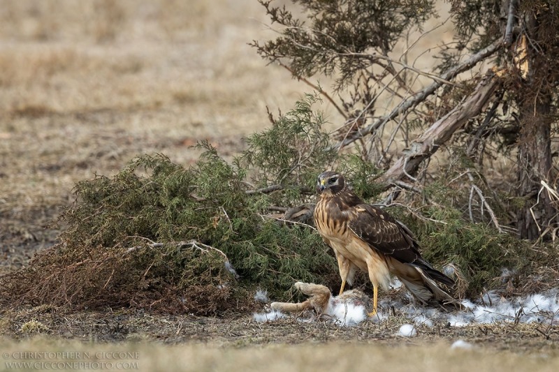 Northern Harrier