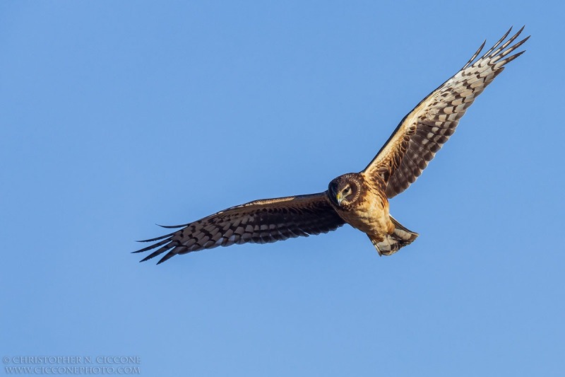 Northern Harrier