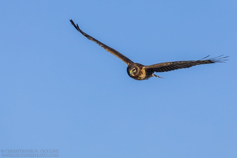 Northern Harrier